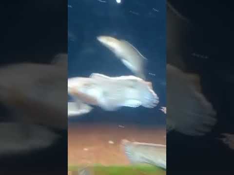 ikan channa stewarty kwalitas terbaik masuk karantina #shorts #channa