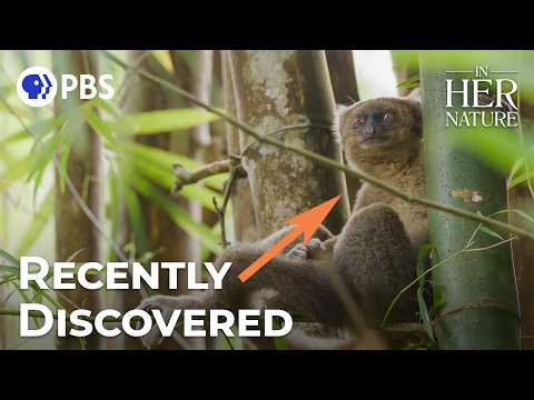 Saving the World’s Rarest Lemurs | In Her Nature
