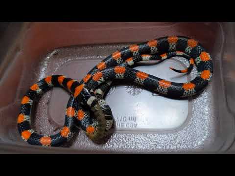 Scolecophis atrocinctus Feeding