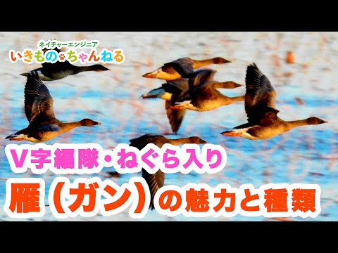 Graculaについて詳しく解説