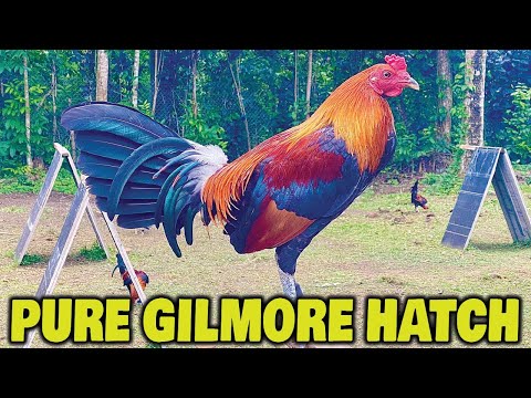 Pure Gilmore Hatch KI FARM Lipa City - Beautiful Birds