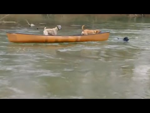 Labrador se convierte en socorrista y rescata a perros atrapados en una canoa