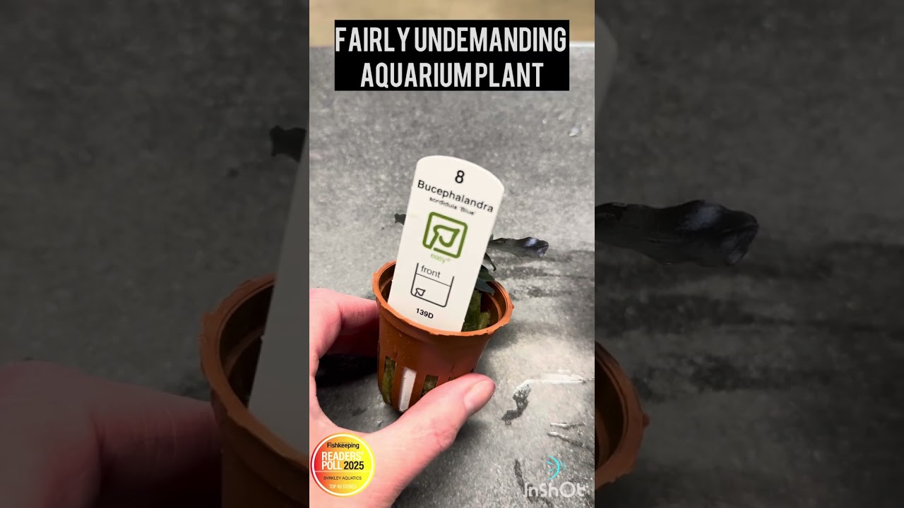 Bucephalandra sordidula blue | What It Looks Like When You Buy | Byrkley Aquatics & Aquascaping Ltd