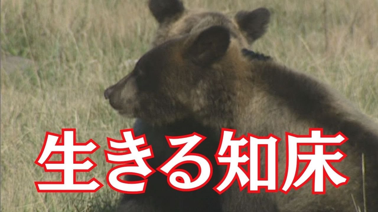 「生きる知床」～クマの授業～