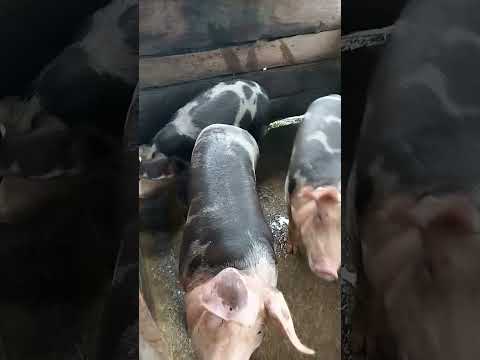 Suscríbete para ver más videos de nuestra vida en la granja. 🌾🐷🐄 #campo #vida #naturaleza