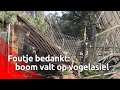 Omgezaagde boom velt vogelasiel