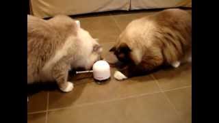 Interactive Toys for Cats - The Frolicat TWITCH Product Review ラグドール Floppycats