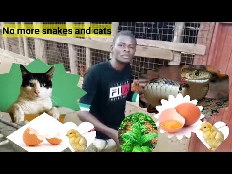 How to Keep Snakes Away From your Farm /CATS