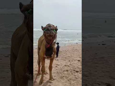 camel on beach