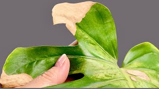 How to Stop Brown Tips on Your Monstera – Simple Guide 🌿