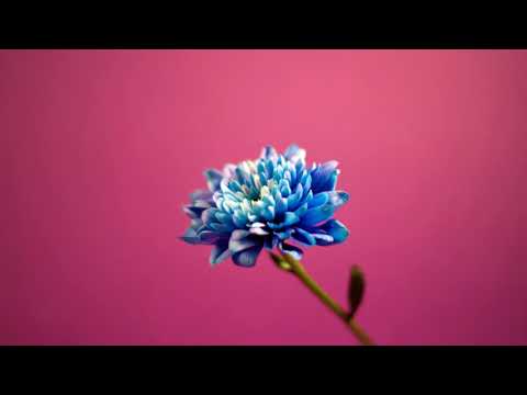 VanJess - Panda (Jaël Remix)