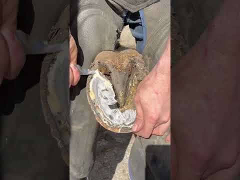 , title : 'Cleaning out a horses sole (hoof trimming) #farrier #horse'