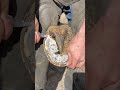 Cleaning Out A Horses Sole Hoof Trimming Farrier Horse