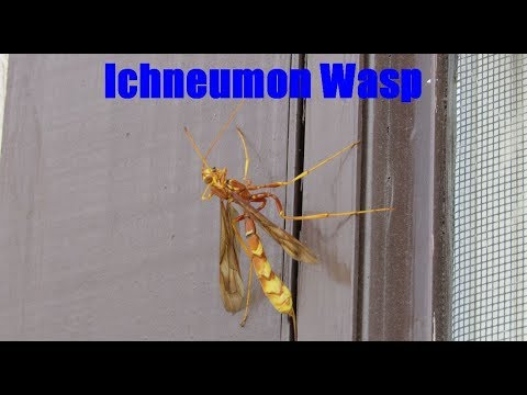 Ichneumon Wasp Facts and Footage - Ichneumonidae