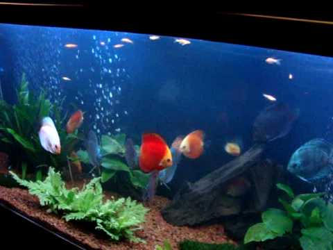 A Monster Discus Fish planted Tank