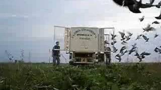preview picture of video 'RACING PIGEONS  TULCEA   BENZING RO ( porumbei voiajori )'