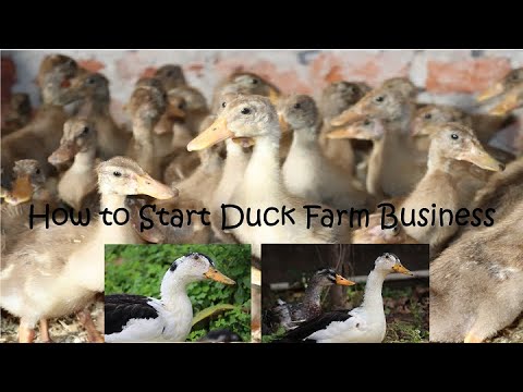, title : 'How to Start Duck Farm || Business || Introduction of Technical Farm ||'