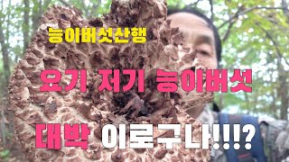 요기 저기 능이버섯 대박이로구나!!!  최상급 능이칮아서  ~~~