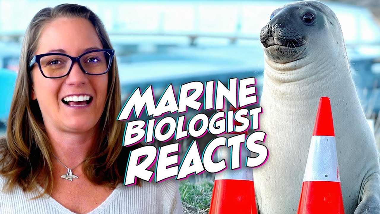 Neil the Seal: Marine Biologist's Take on the Viral Sensation