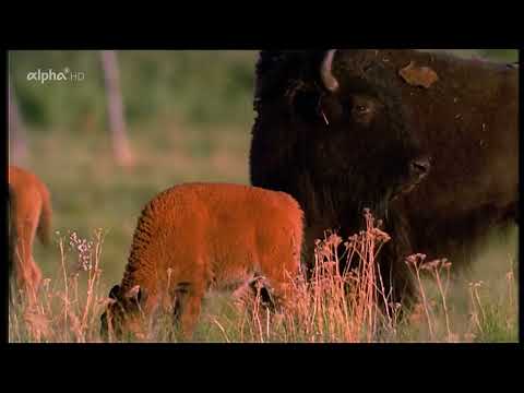 Schätze der Welt - Erbe der Menschheit: Taos Pueblo - Ureinwohner am Rio Grande (USA)