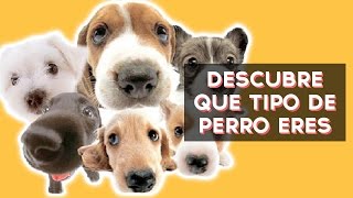 Qué tipo de perro eres? Descubre tu raza de perro con este divertido test! ↠↠ ¡No te olvides de suscribirte para no perderte ningún test!