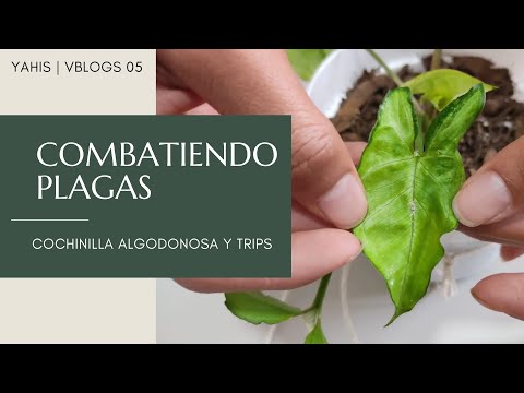 Combatiendo plagas | Cochinilla algodonosa y Trips - Yahis Vblogs 05