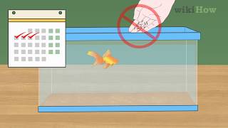 How to Fix Swim Bladder Disease in Goldfish