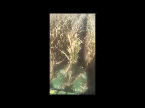 Marion Calmer Corn Harvest Tip 2018 -  Head Speed