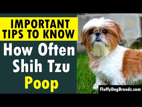 How Often Should a Shih Tzu Poop: Important Tips for Bowel Health