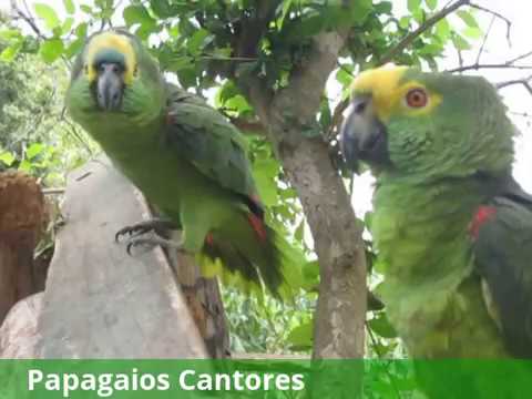 The most intelligent and talkative parrot couple in Brazil.