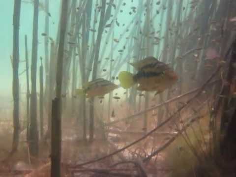 Coppia di Trichromis salvini nello Yucatan