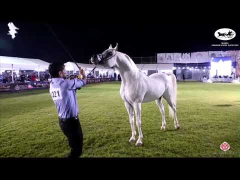 N 221 JEFARA AL SHENNAWY   Manda Arabian Horse Show   Stallions 7+ Years Old Class 23