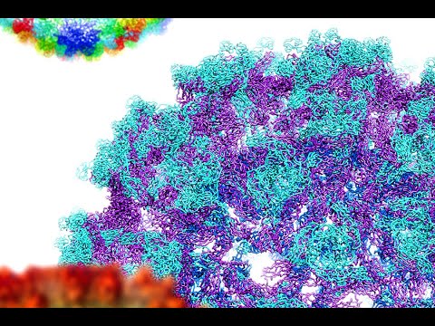 Public Lecture | Cryo-EM: Amazing 3-D Views of Life’s Molecular Machines