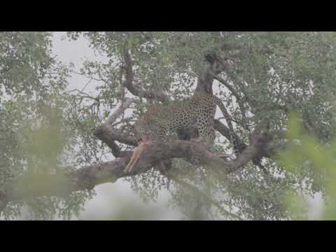 Kruger National Park / Lower Sabie / Stop 5 / Part 2 / 1-2 Jan 2022