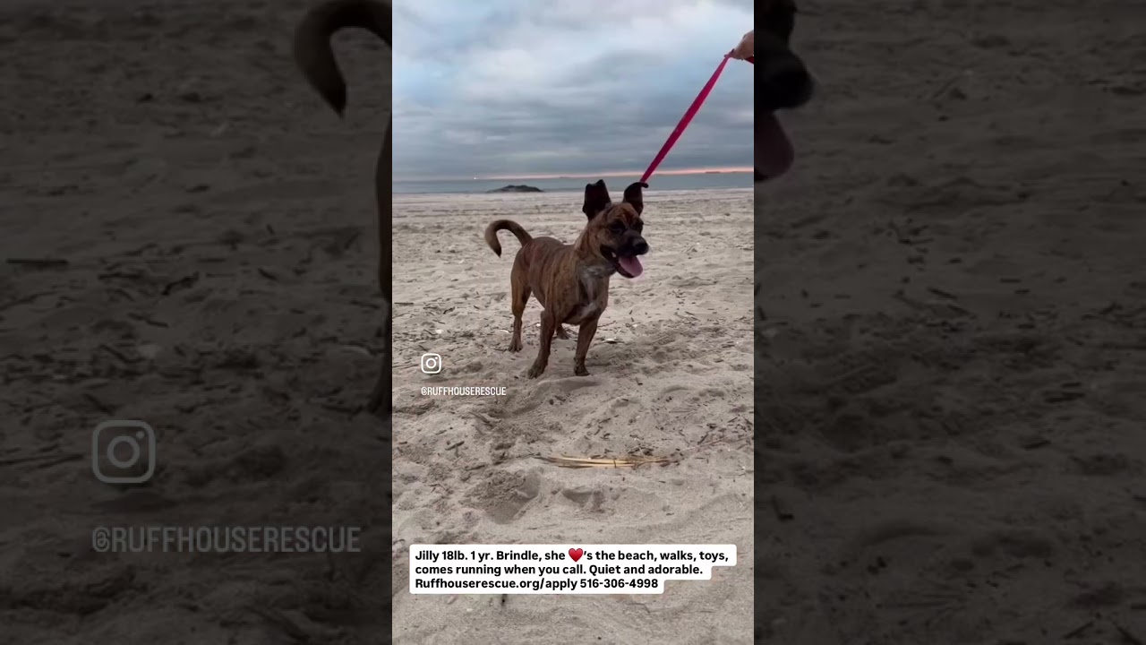Enlarge Jilly, a Adoptable mixed breed in Oceanside, NY video 6/6