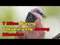7 Mitos Burung Tekukur Yang Jarang Diketahui