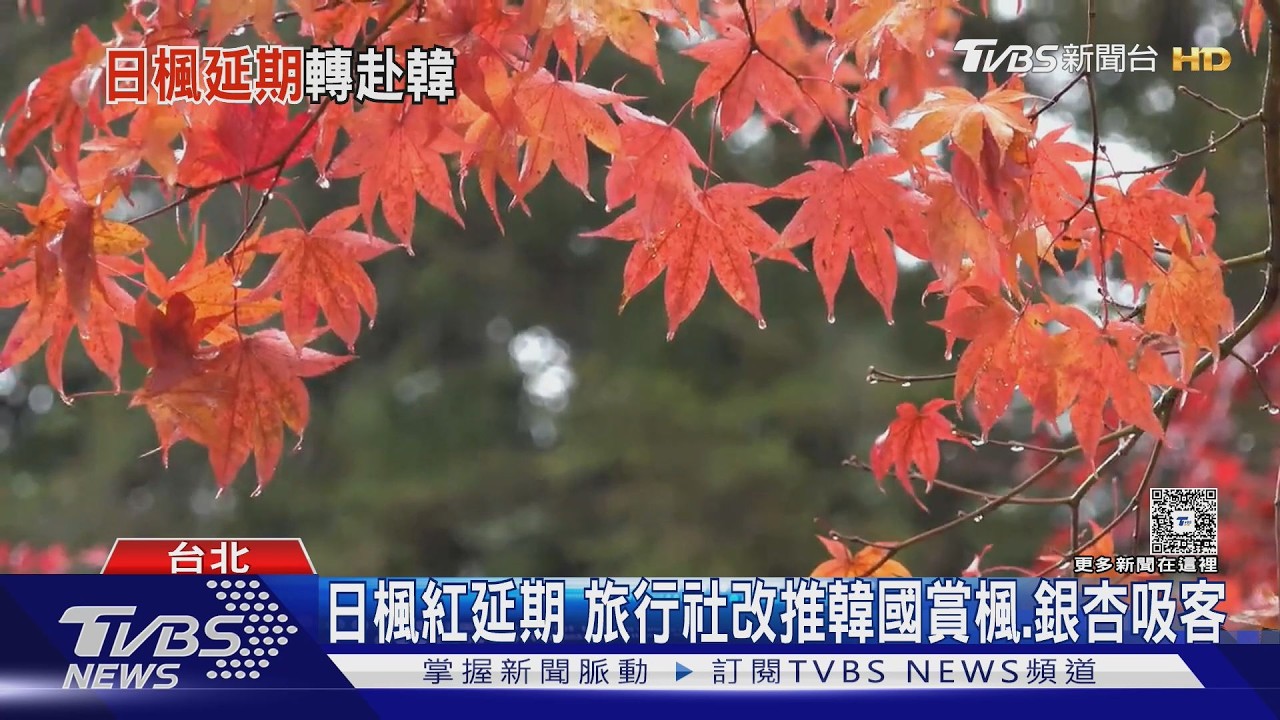 影音/日楓紅延期! 旅行社改推「韓國賞楓、看銀杏」 釜山5天1.5萬搞定