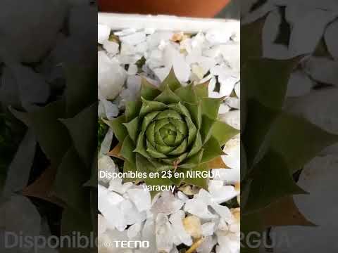 Cactus y suculentas disponibles en NIRGUA yaracuy urb las tunitas sector valle verde 04126768070