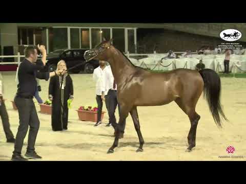 N 91 ROYAL ASSELAH   The 13th Makkah International Region Championship   Mares 4 6 Years Old Class 4