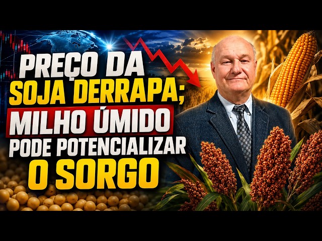 Preço da soja derrapa; milho úmido pode potencializar o sorgo.