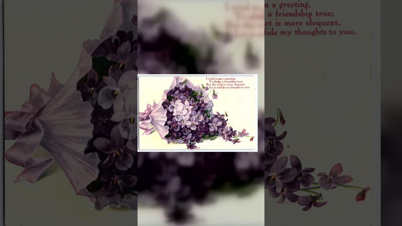 A.C. Co., Divided Back Postcard, Violets Bouquet, 1912 Video