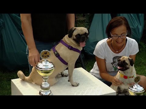 download lagu mp3 mp4 Year Of The Pug, download mp3 Year Of The Pug free download mp3, download mp3 Year Of The Pug