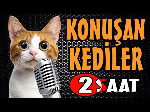 Konuşan Kediler 2 SAAT Sinema Tadında En Komik Kedi Videoları