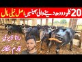 World Record Milking Buffalo Farm Tayyar Pehlan Jhotian Rana Dairy Farm NNS Nili Buffalo Farms