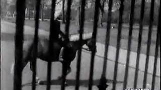 Patty Pravo canta da Londra "LA VALIGIA BLU" 1974 (estrapolato da  Adesso Musica RAI TV)