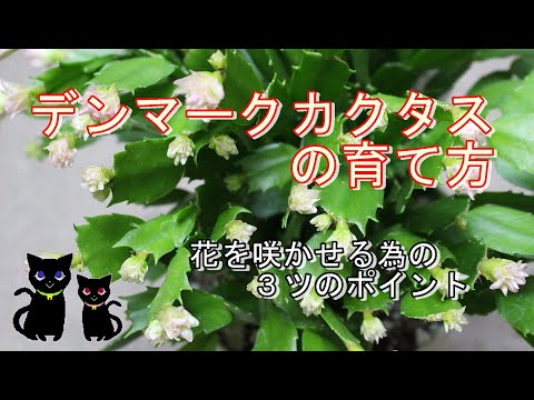 クリスマスサボテンを復活させる方法は？保存するために考慮すべき 8 つの要素  庭園
