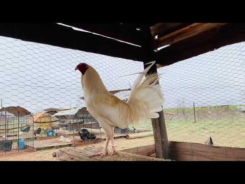 White Kelso rooster.