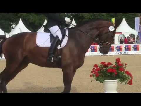 5jähriger Wallach von Fürstenball - Donnerschwee