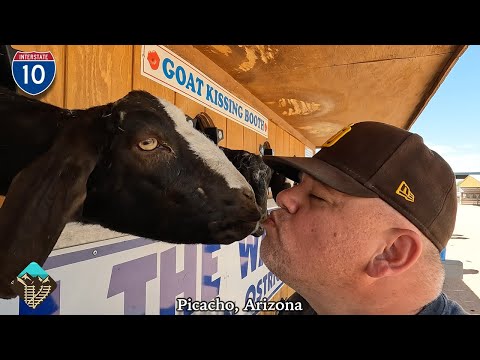 Explorando o rancho de avestruzes Rooster Cogburn em Picacho, Arizona - o lugar mais incrível que você visitará