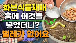 화분에 키우는 식물, 이걸 넣어줬더니 벌레가 없어요 천연살충제 천연비료 쪽파화분재배